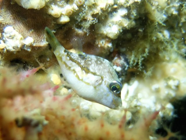 DSCF0157キタマクラ幼魚