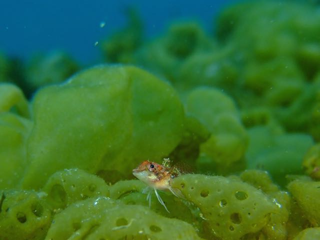DSCF0540ヘビギンポ幼魚