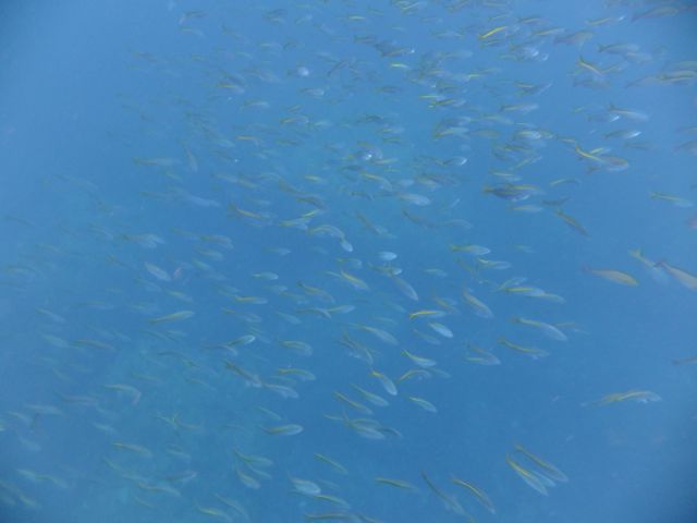 DSCF3773田子島の魚影