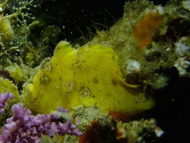 DSCF5095ロッカク岩カエル黄色