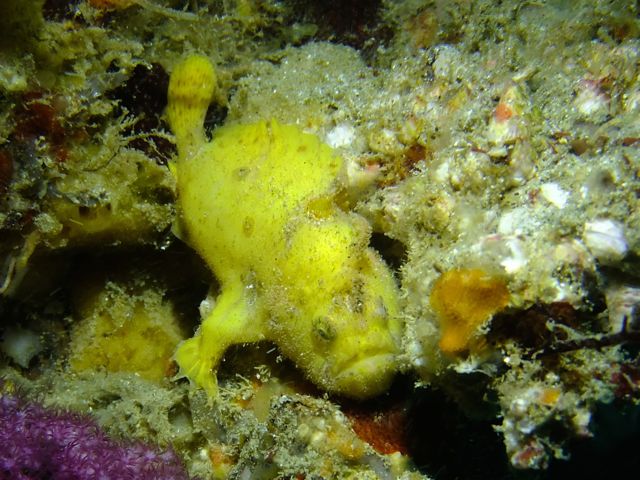DSCF5104ロッカク岩カエル黄色