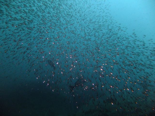 DSCF5991大洞の魚影