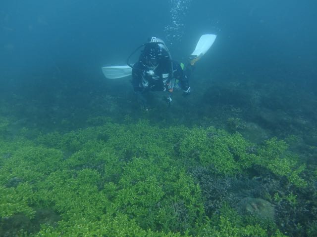 DSCF6602サンゴの群生
