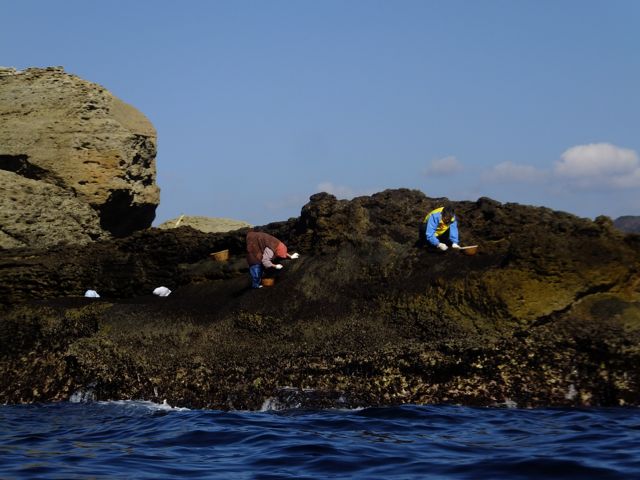 DSCF6711岩海苔採り
