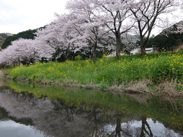 DSCF7284川面に映る桜