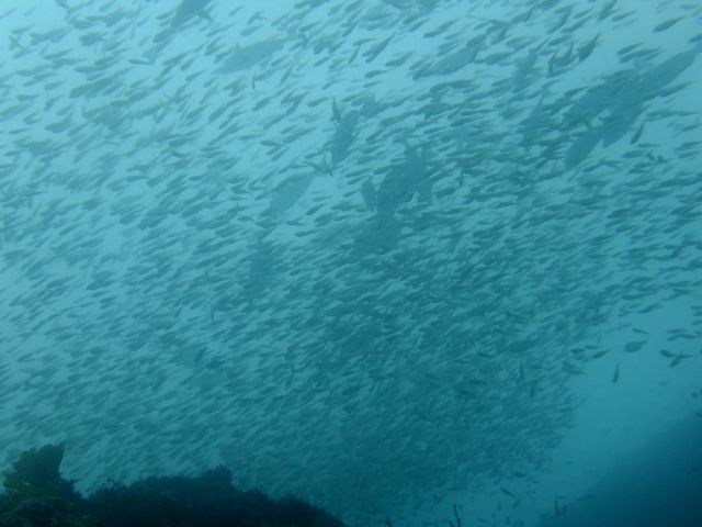 DSCF7890頭上覆う魚群