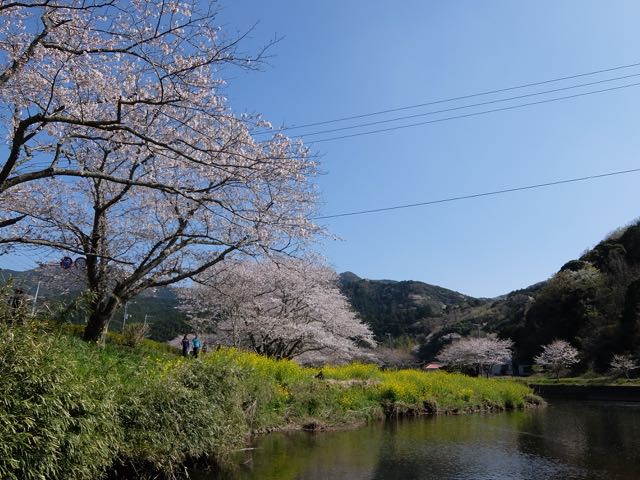 DSCF8101川沿いの桜