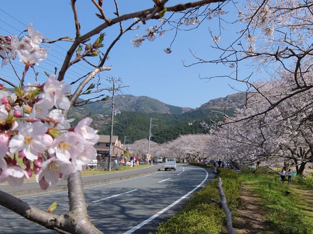 DSCF8106道沿いの桜