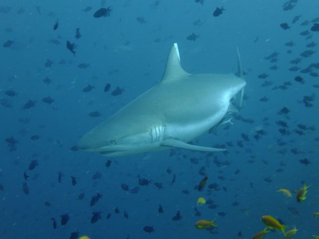 DSCF8267サメ
