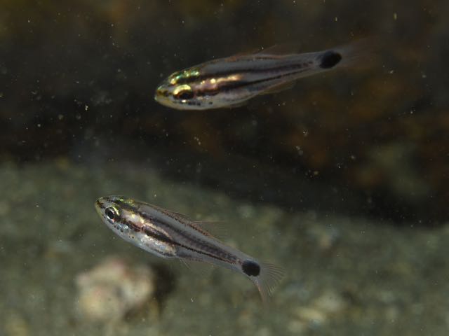 DSC_2931オオスジイシモチ幼魚