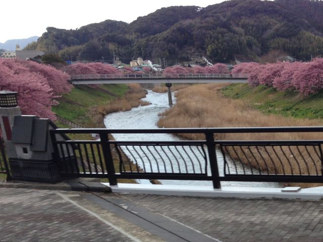 IMG_2575みなみの桜