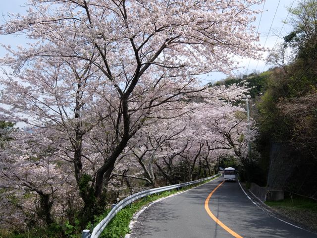 IMG_2723桜のトンネル