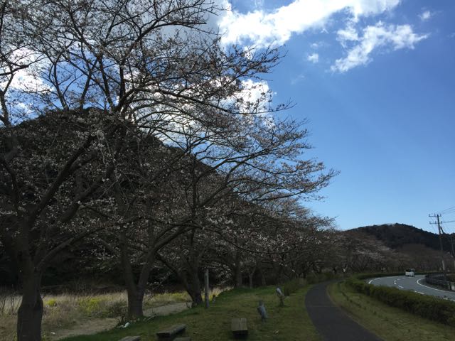 IMG_4387川沿いの桜
