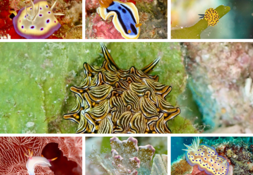 2026年2月にフィリピンにウミウシ見にいきましょ！【2025年9月10日】