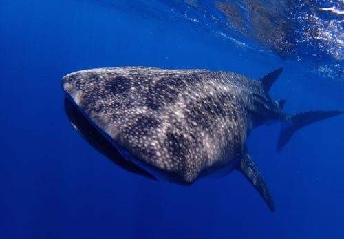 2018年、アイダイブ的なあれこれ！