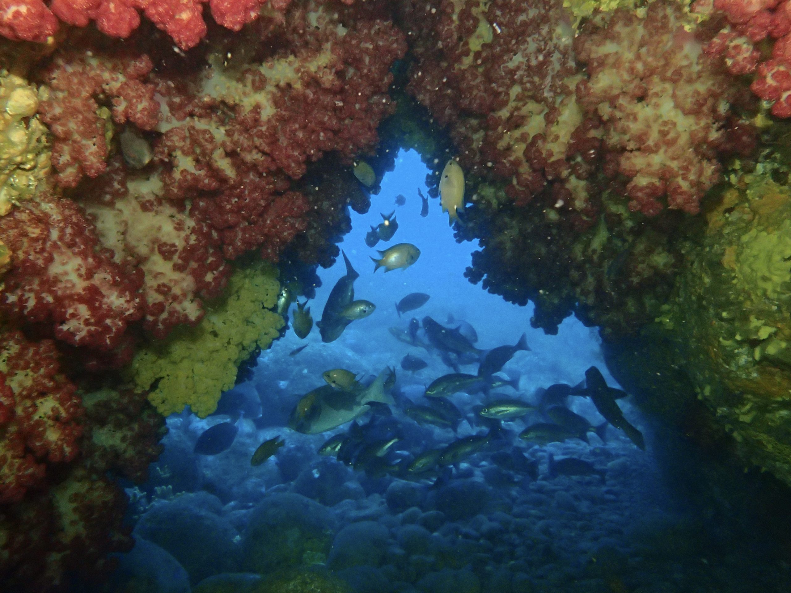 当店一番人気 13うみまーる壁掛カレンダー Let 039 S Dive 海の中へ Rmb Com Ar