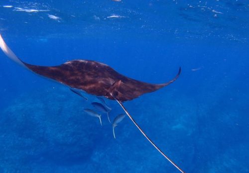 アイダイブ的久米島2018・参加者募集中！