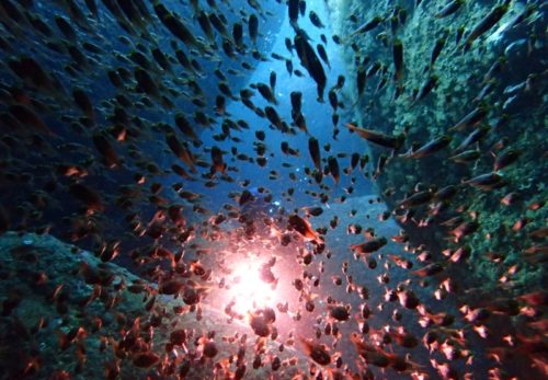 ダイビング料金等を一部改訂しました