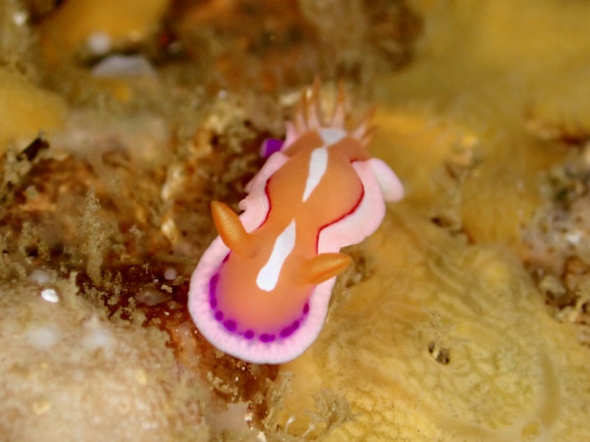 ウミウシページ P6010044.jpeg