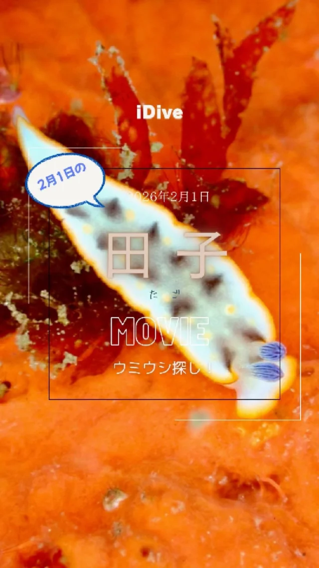 ワイドレンズ活躍する雲見【2024年8月5日】 | iDive