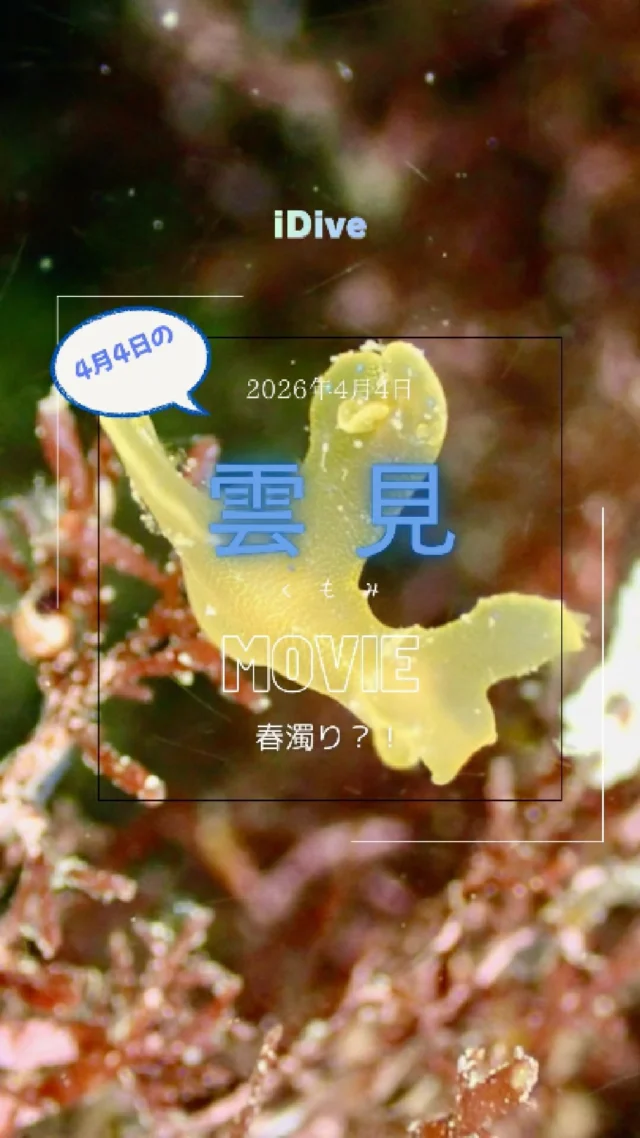 セブ・マクタン島ウミウシ三昧2日目！【2025年2月9日】 | iDive