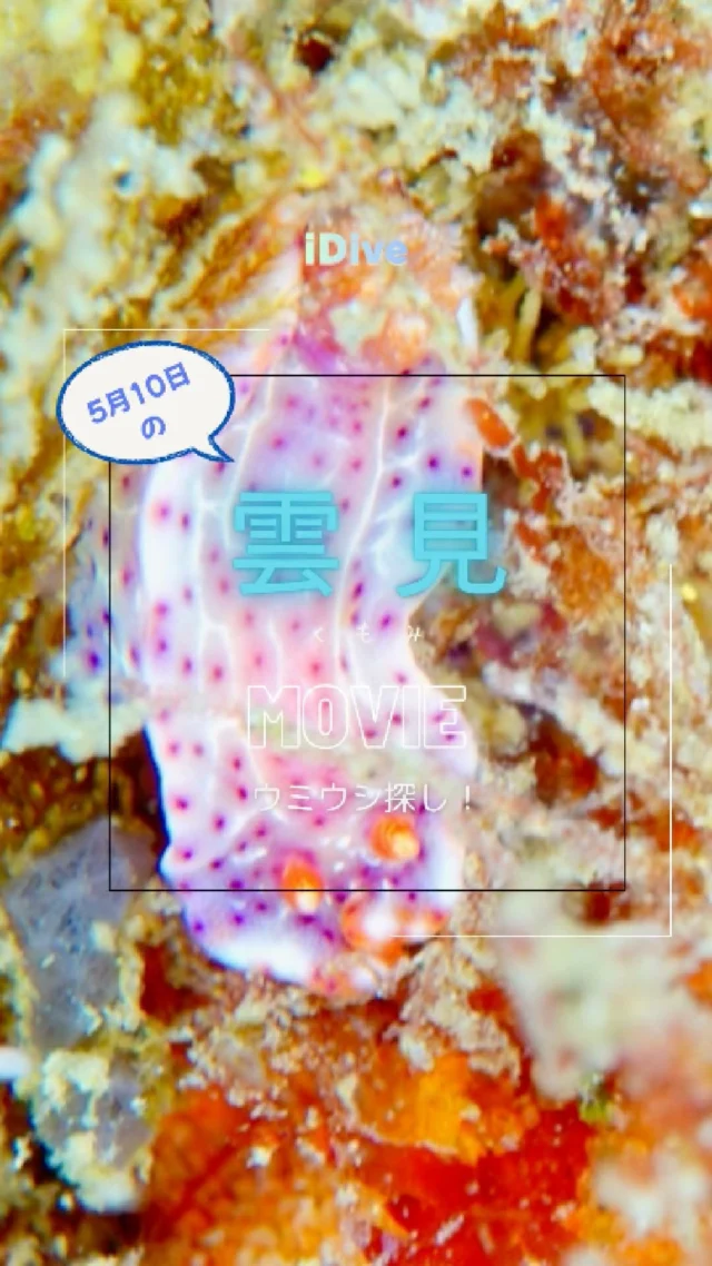セブ・マクタン島ウミウシ三昧2日目！【2025年2月9日】 | iDive